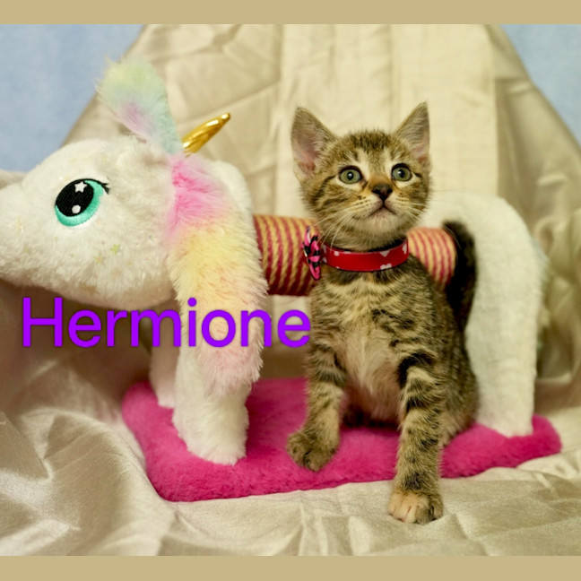 Photo of Hermione ♥️