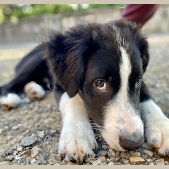 Photo of Trix