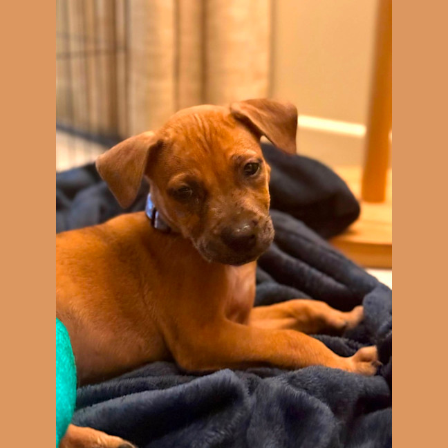 Photo of Beanie Weanie 