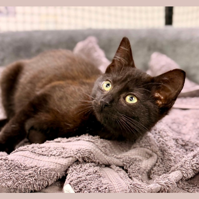 Photo of Nyx 