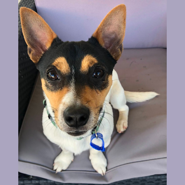 Photo of Tommy   10 Month Old Mini Fox Terrier (Hold)