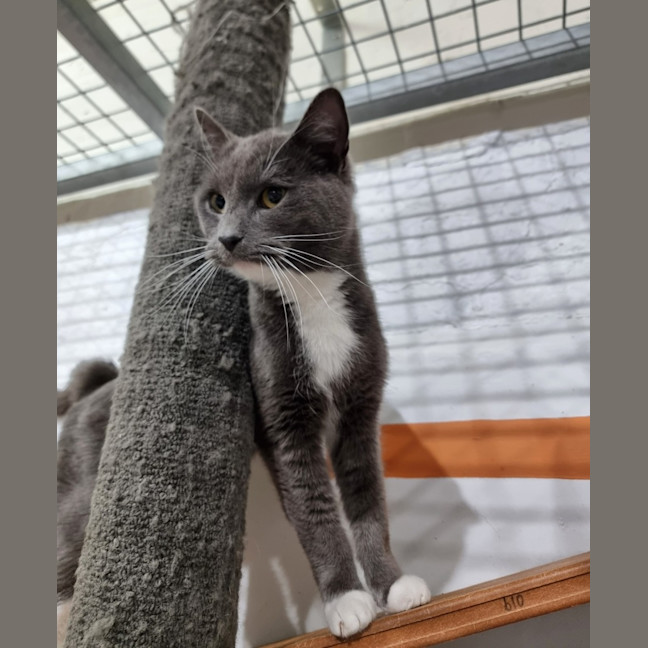 Photo of Louie