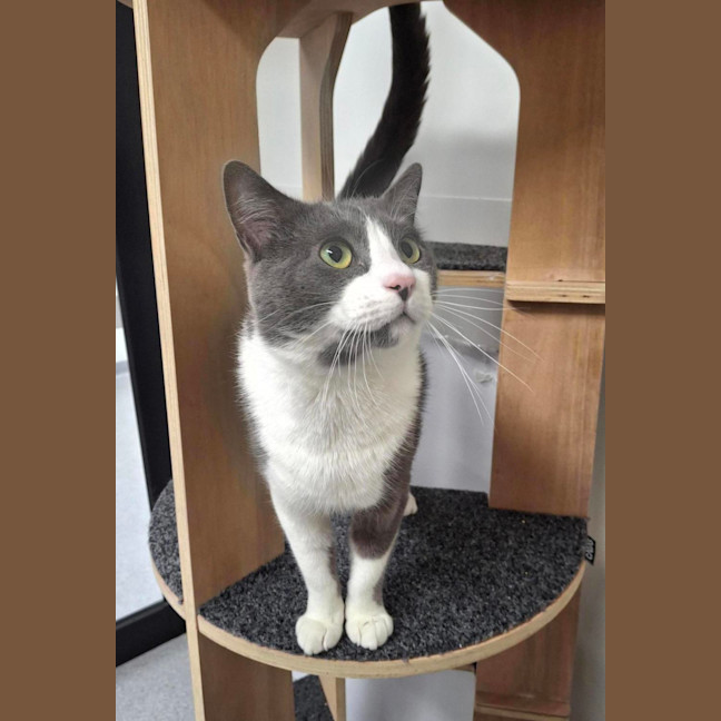 Photo of Vince (Bonded To Nikki)
