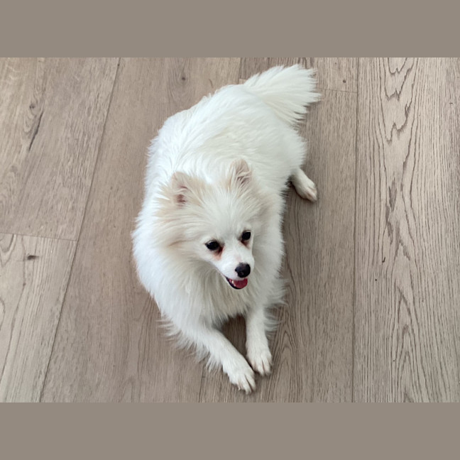 Photo of Pearl