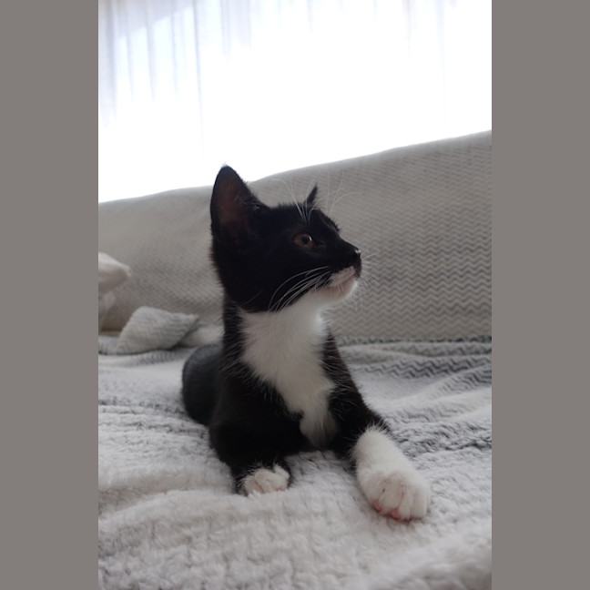 Photo of Pip