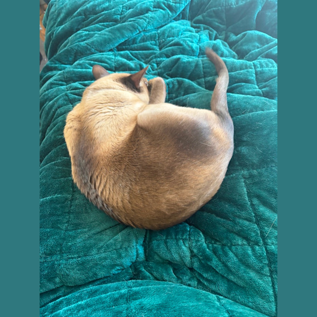 Photo of Charlie **2nd Chance Cat Rescue**