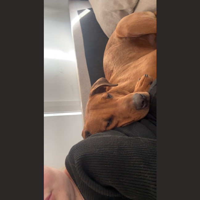 Photo of Tank   9 Month Old Mastiff X