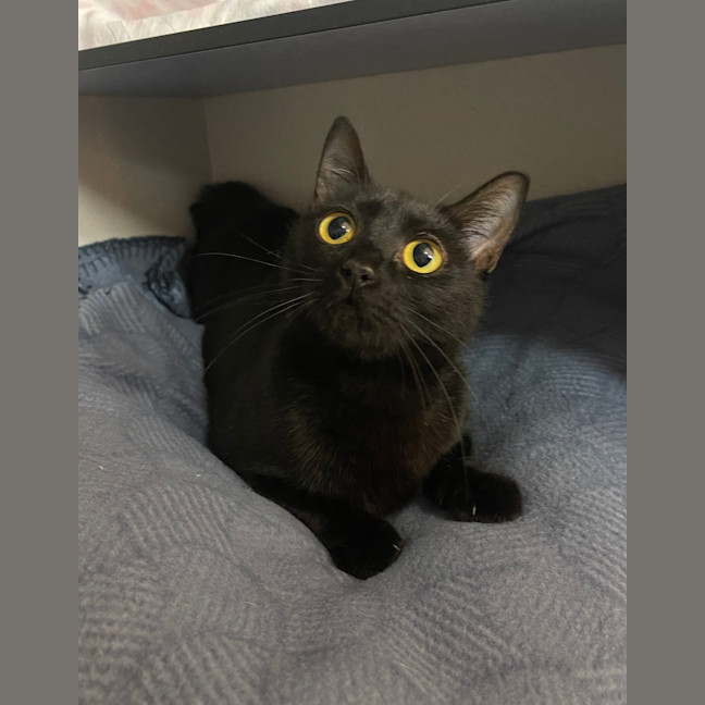 Photo of Willow
