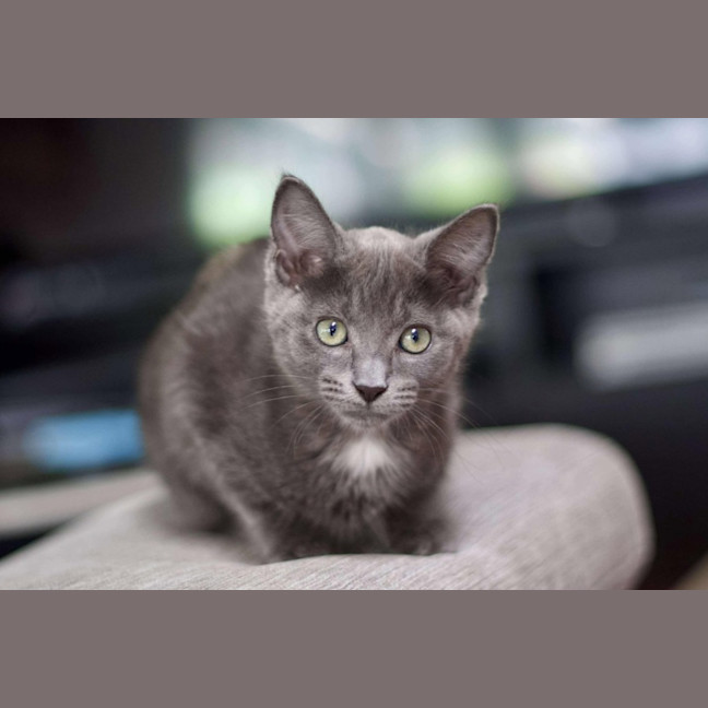 Photo of 🤍 Smokey 🤍