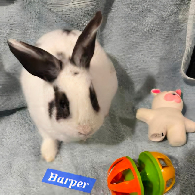 Photo of Pookie, Harmony, And Harper