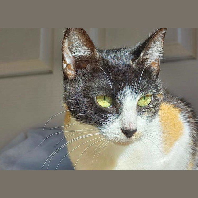 Photo of Monica