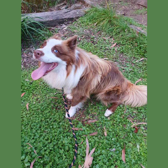 Russel - Medium Male Border Collie Dog in NSW - PetRescue