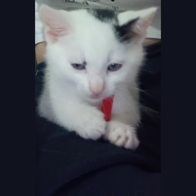 Photo of Comet