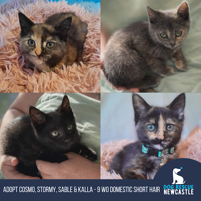 Photo of Cosmo, Stormy, Sable And Kalla