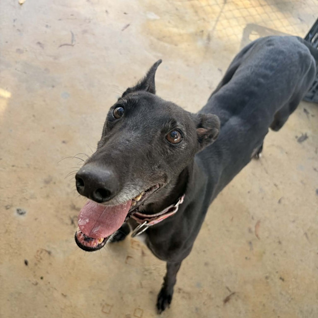 Photo of Nibbler The Greyhound