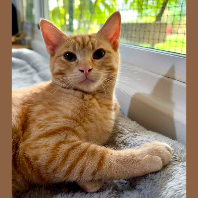 Photo of Kitsu