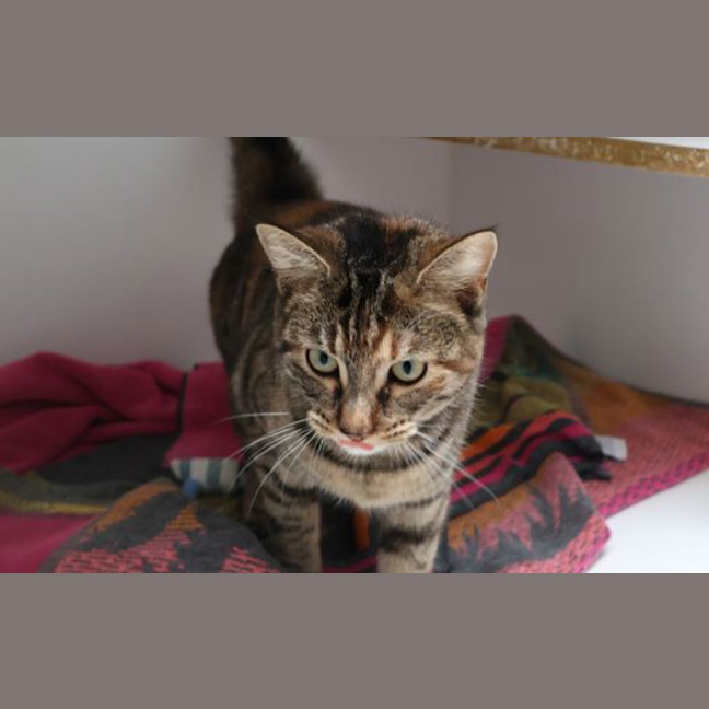 Photo of Taffy