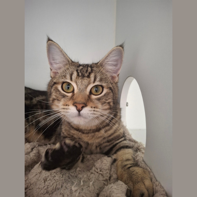 Photo of Banjo