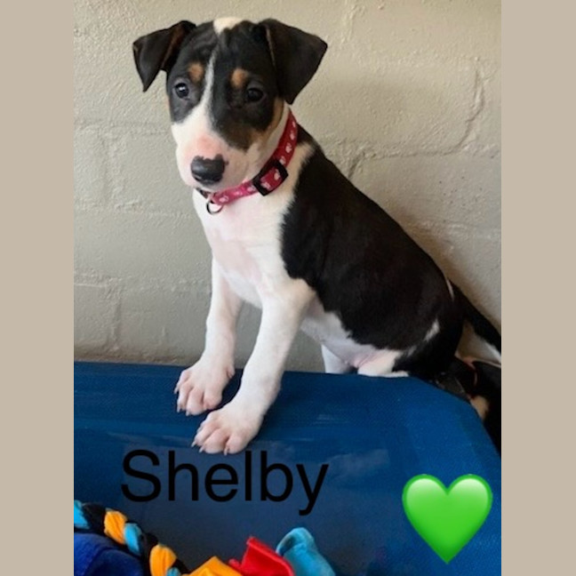 Photo of Shelby