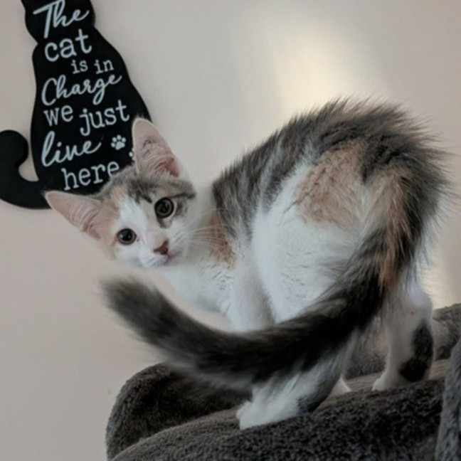 Photo of Pebbles