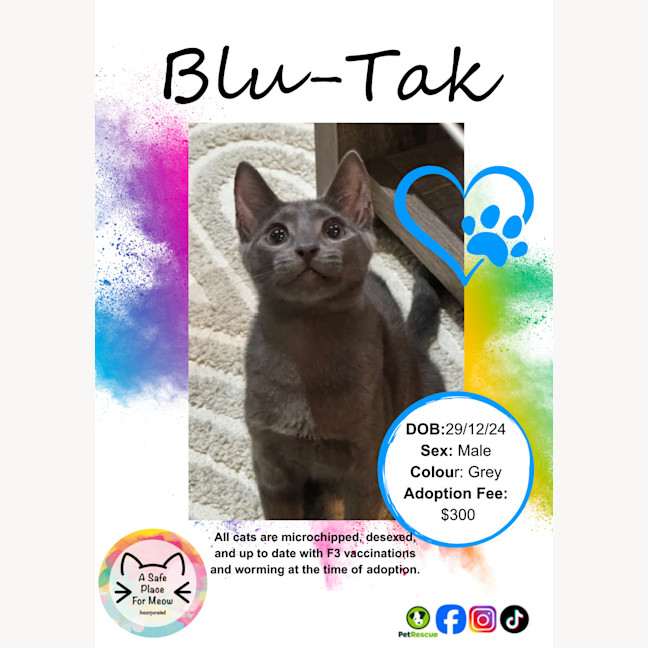 Photo of Blu Tak