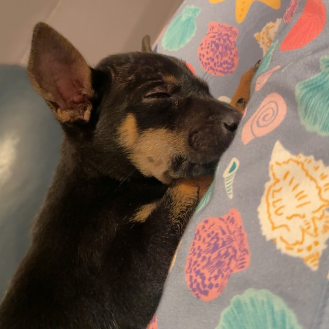Photo of Piper