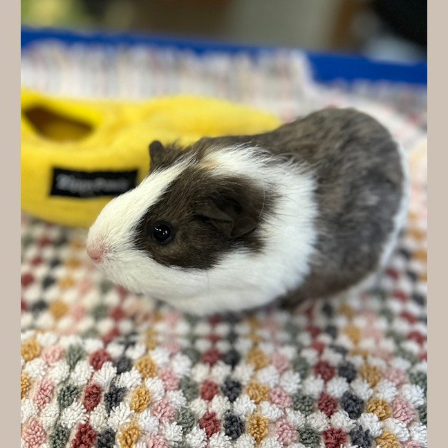 Photo of Cheeky