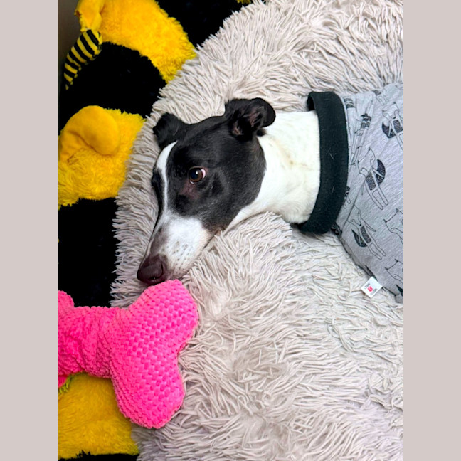 Photo of Billie, The Greyhound