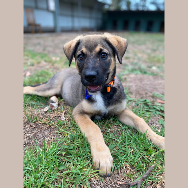 Photo of Merv  3 Month Old German Shepherd X