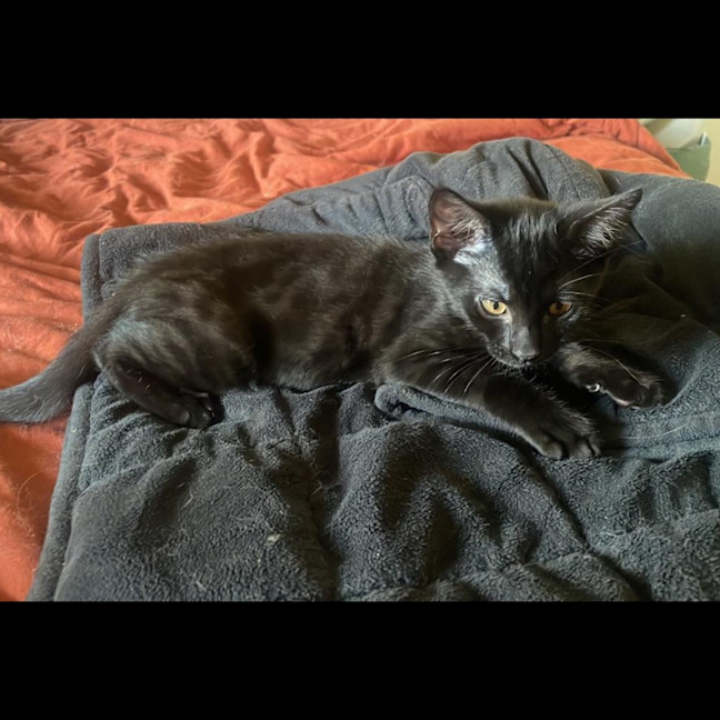 Photo of David Meowie