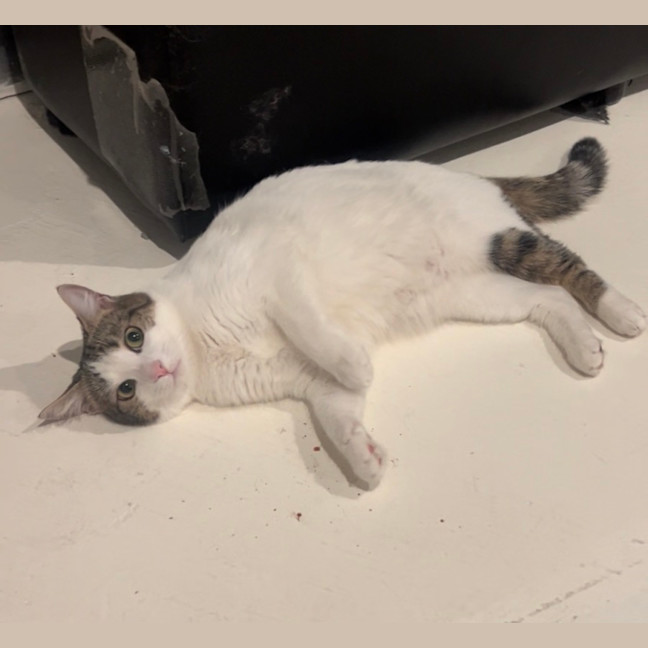 Photo of Horchata ( Cha Cha )