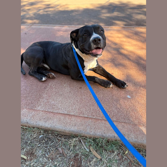 Photo of Koda