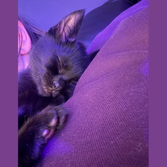Photo of Luna