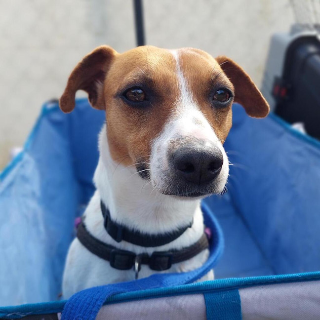 Photo of Coco