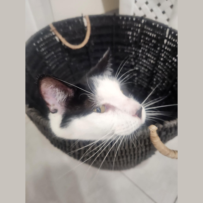 Photo of Cooper