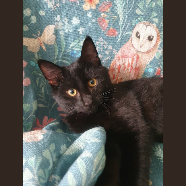 Photo of Raven