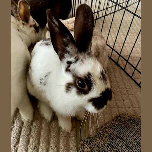 Photo of Strawberry And Popcorn 