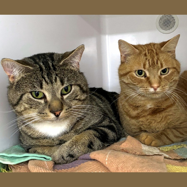 Photo of Phoenix & Kitten