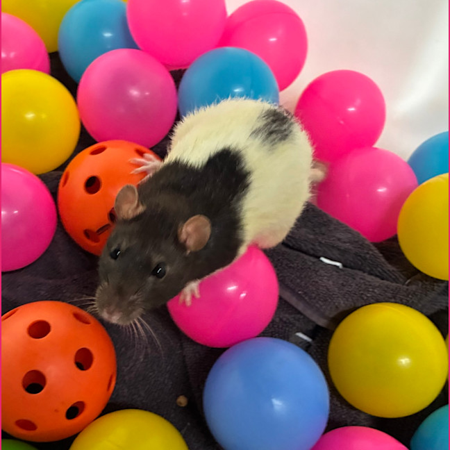 Photo of Togs (Bonded With Cozzie)