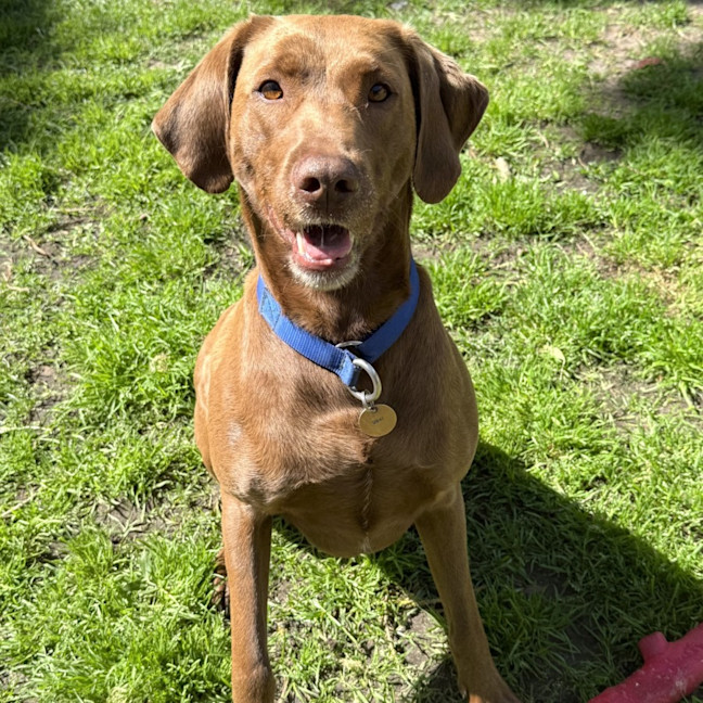 Photo of Scout