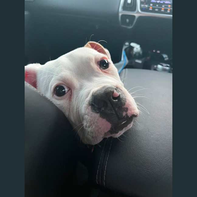 Photo of Moby   12 Week Old American Bulldog X
