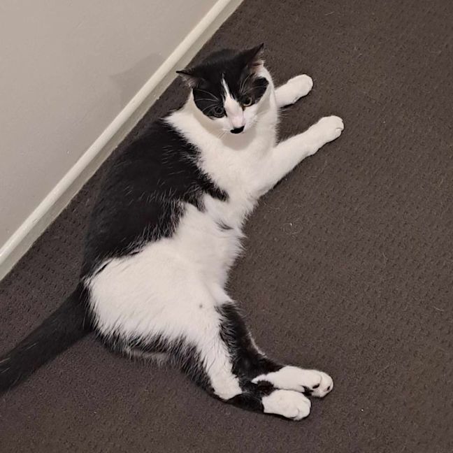 Photo of Hank