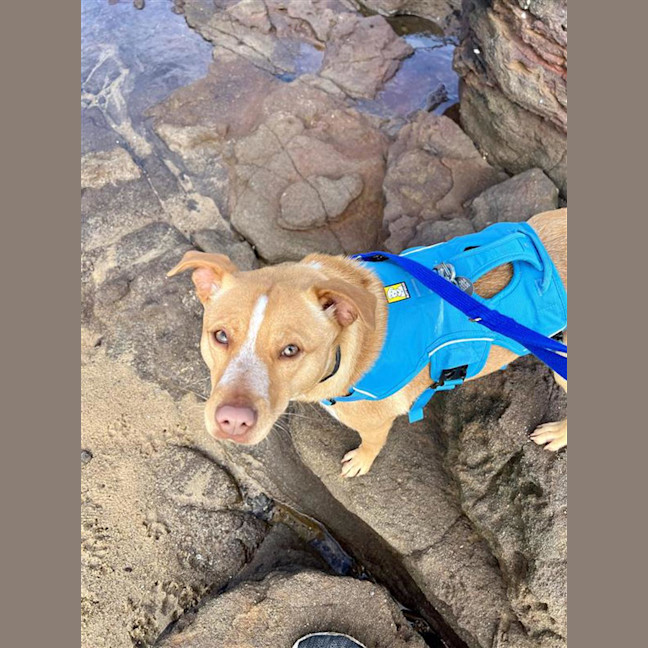 Photo of Honey