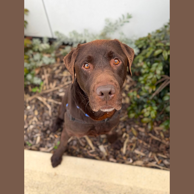 Photo of Bruno