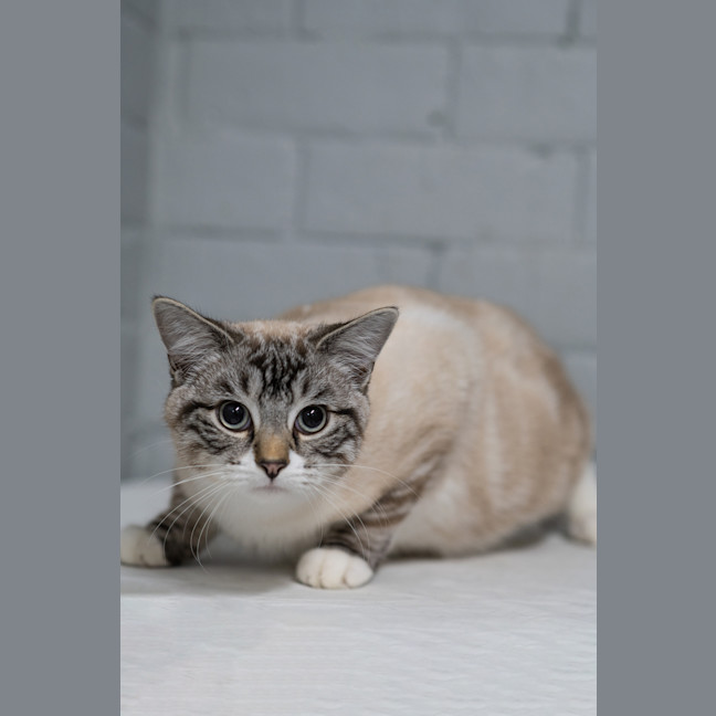 Photo of Lynx