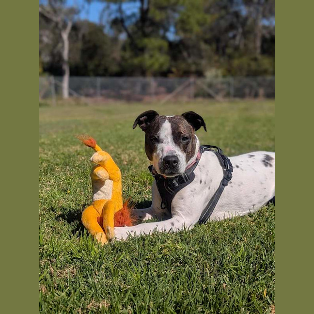 Photo of Gypsy
