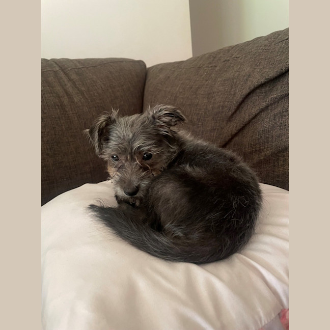 Photo of D1242 Lamington