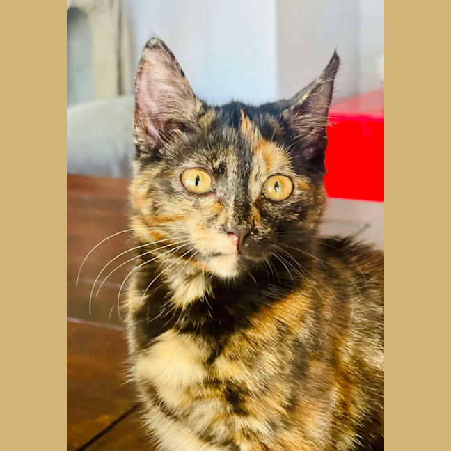 Photo of Vixen   In Foster Care In Bellfield