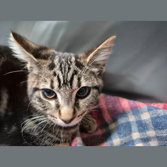 Photo of Zain ** 2nd Chance Cat Rescue**