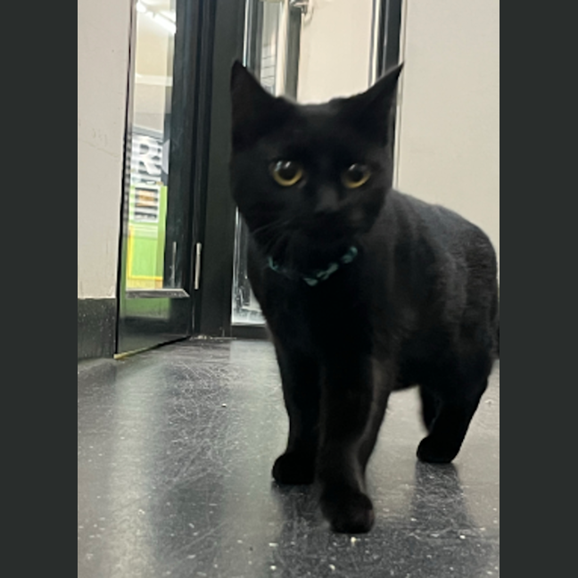 Photo of Midnight Maccas Run